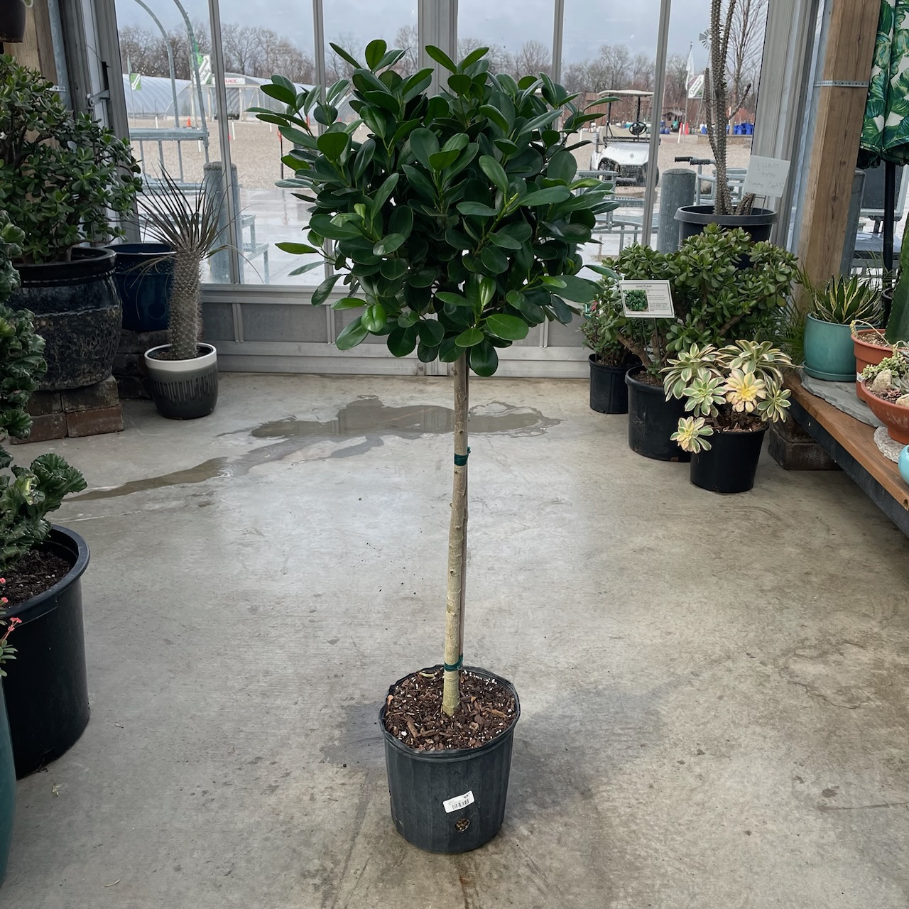 Ficus Moclamé Plant 10"