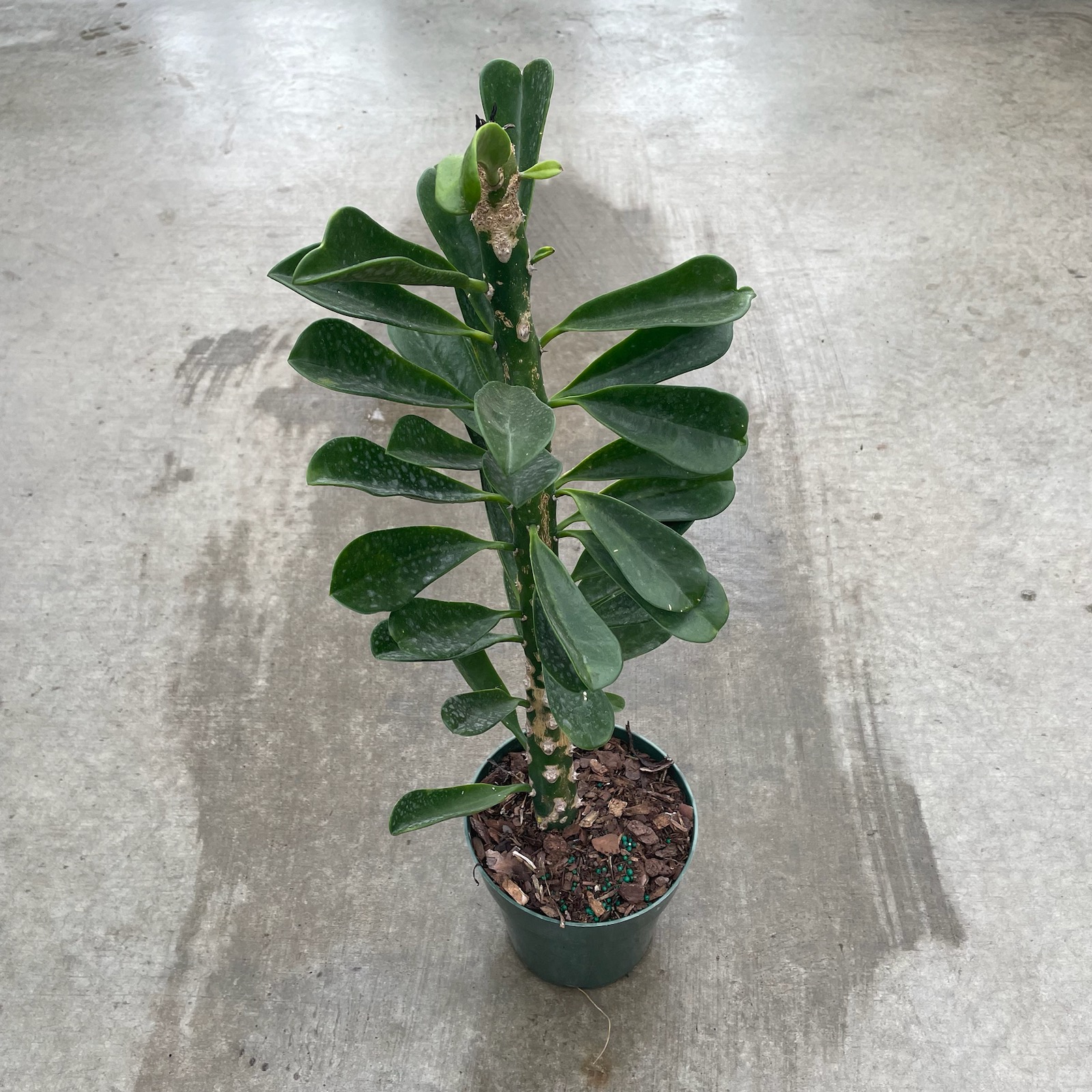 Euphorbia Drupifera Plant 6"