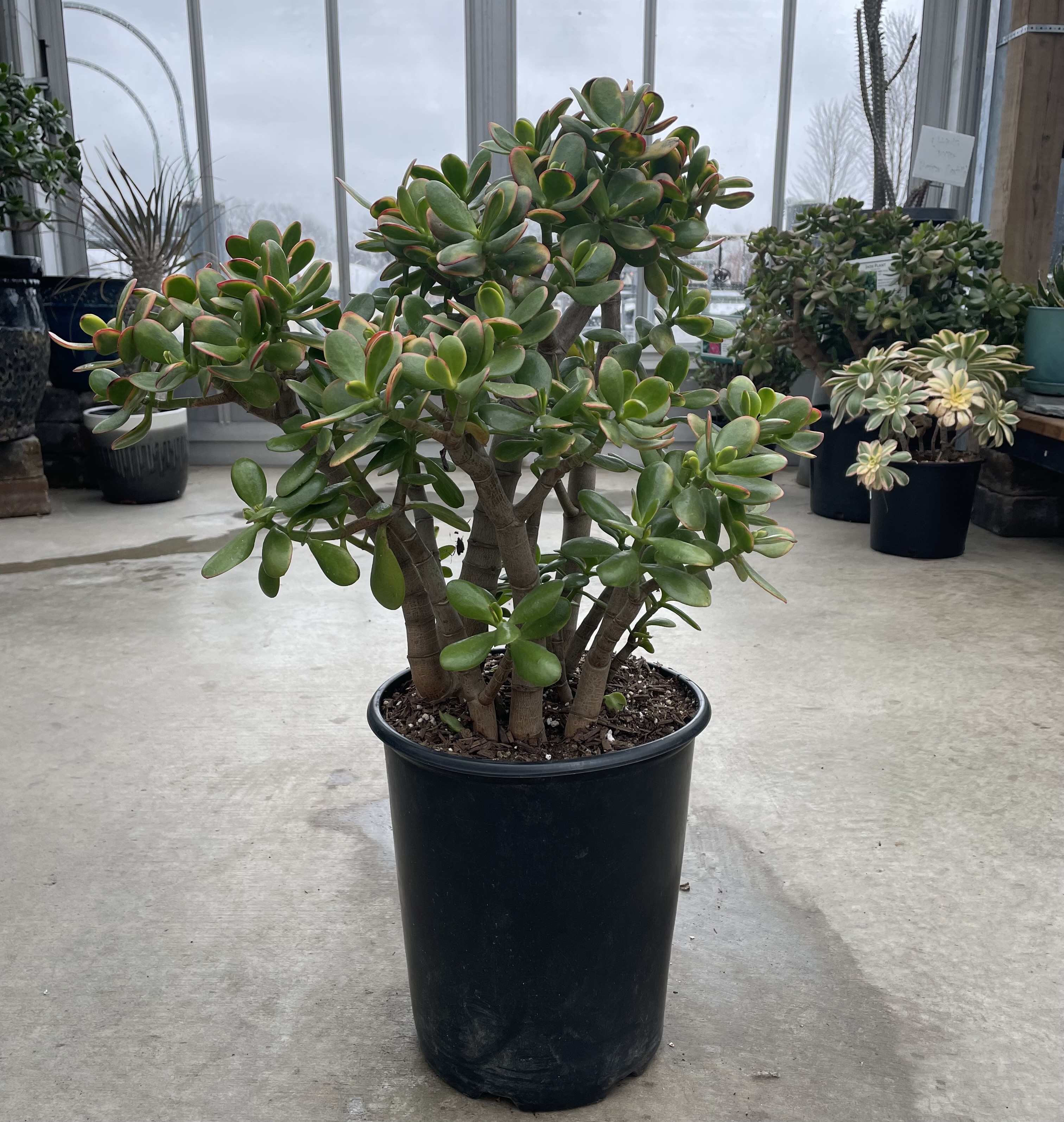 Jade Plant 5G