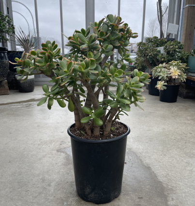 Jade Plant 5G