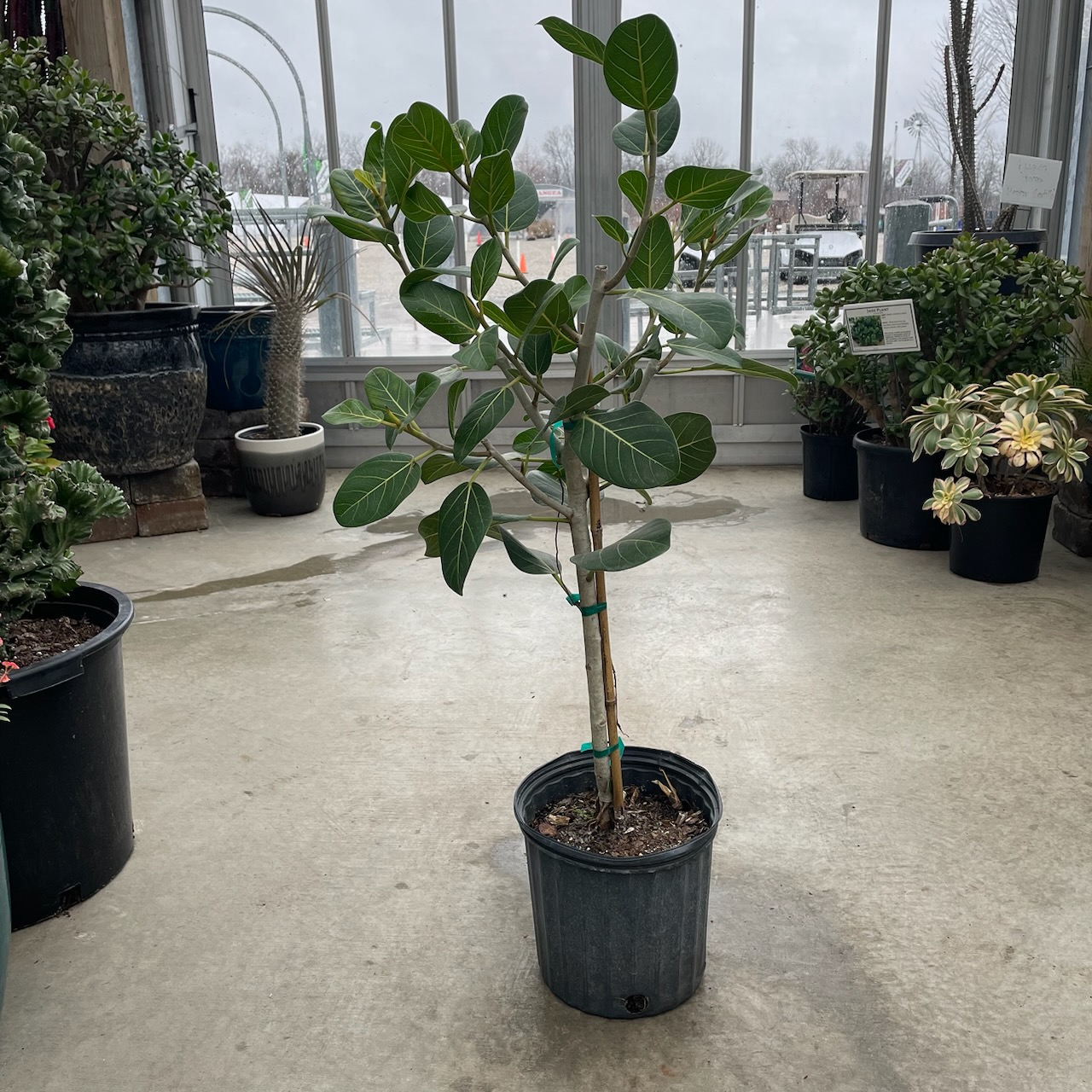 Ficus Audrey Standard Plant 10"