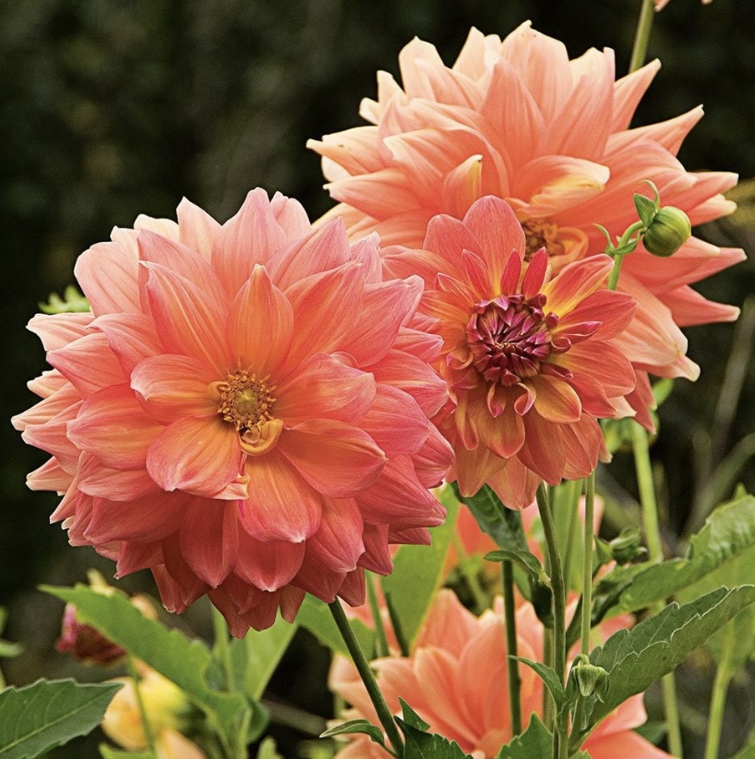 Ace Summer Sunset Dahlia Bulb  (1 Bulb)