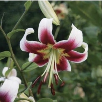 Splendens Tigrinium Lily Bulbs (2 Blubs)