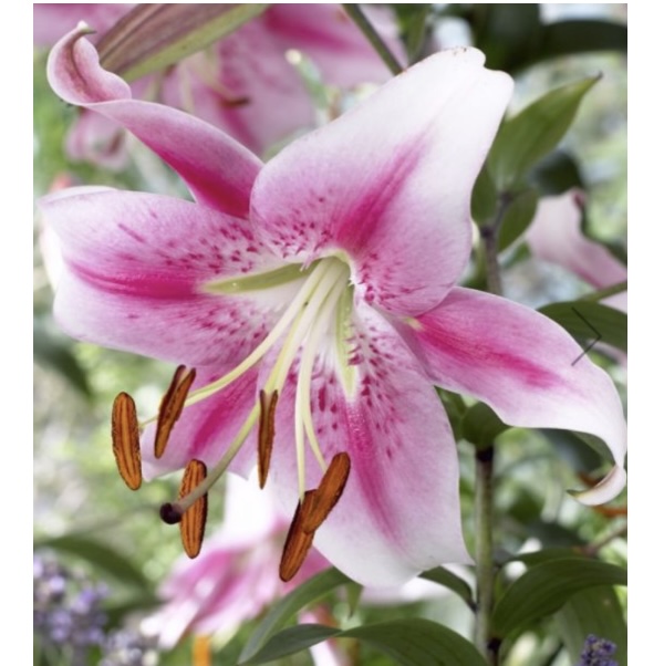 Anastasia Oriental Lily Bulbs (2 Bulbs)