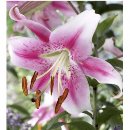Anastasia Oriental Lily Bulbs (2 Bulbs)