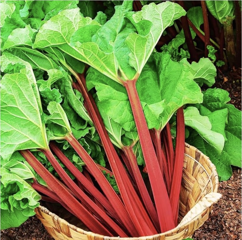 Canada Red Rhubarb Bulb (1 Bulb)
