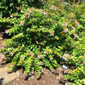 ABELIA, CANYON CREEK 3-5 GALLON