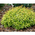 ABELIA, KALEIDOSCOPE 3-5 GALLON