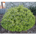 ABELIA, RADIANCE 3-5 GALLON