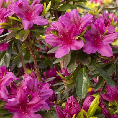 'Girard's Fuchsia' Azalea  