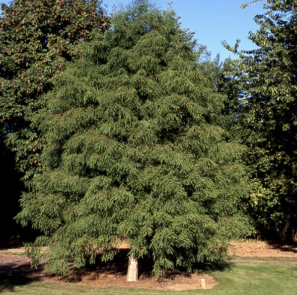 Bald Cypress Tree 7G