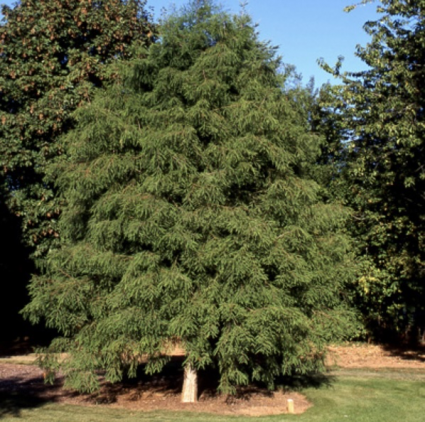 Bald Cypress Tree 3"