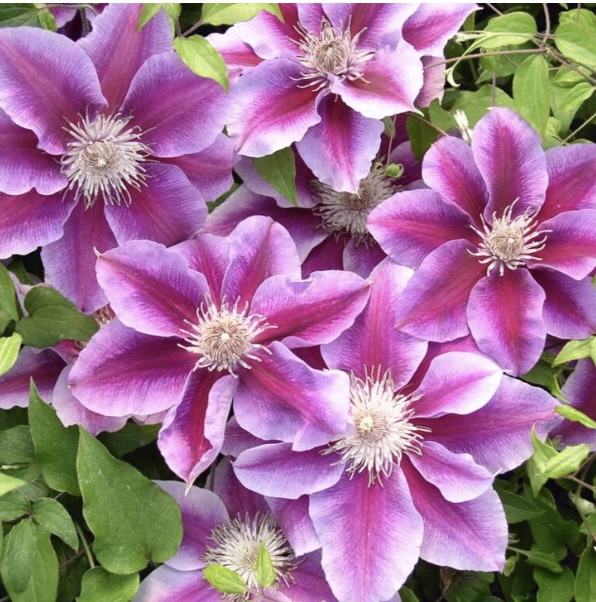 CLEMATIS