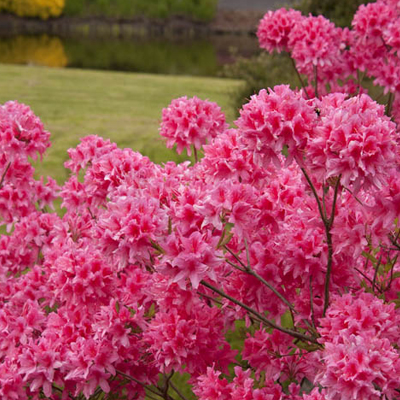 Rosy on sale lights azalea