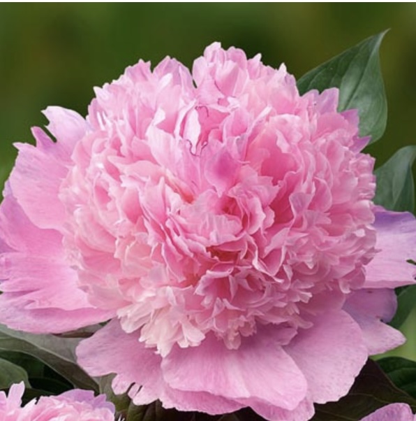 Angel Cheeks Peony