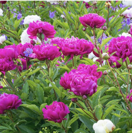 Bunker Hill Peony