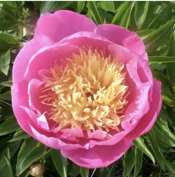 Bowl of Beauty Peony