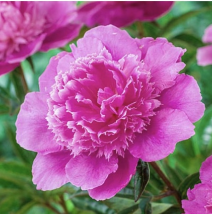 Bouquet Perfect Peony