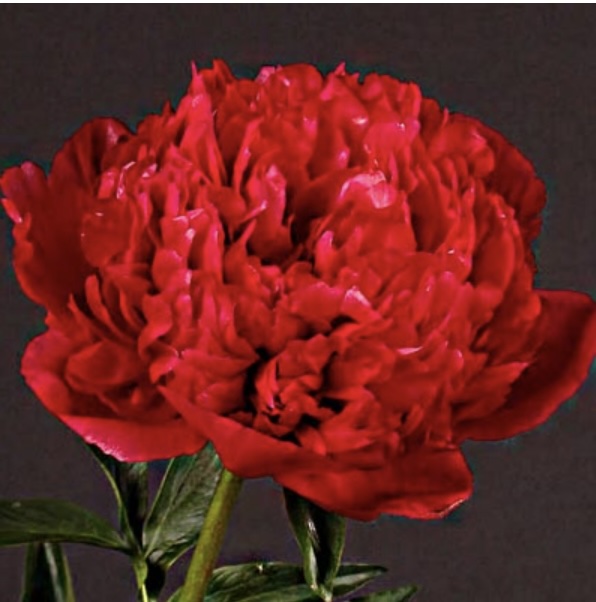 Command Performance Peony