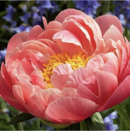 Coral Sunset Peony