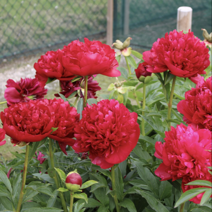 Christmas Velvet Peony