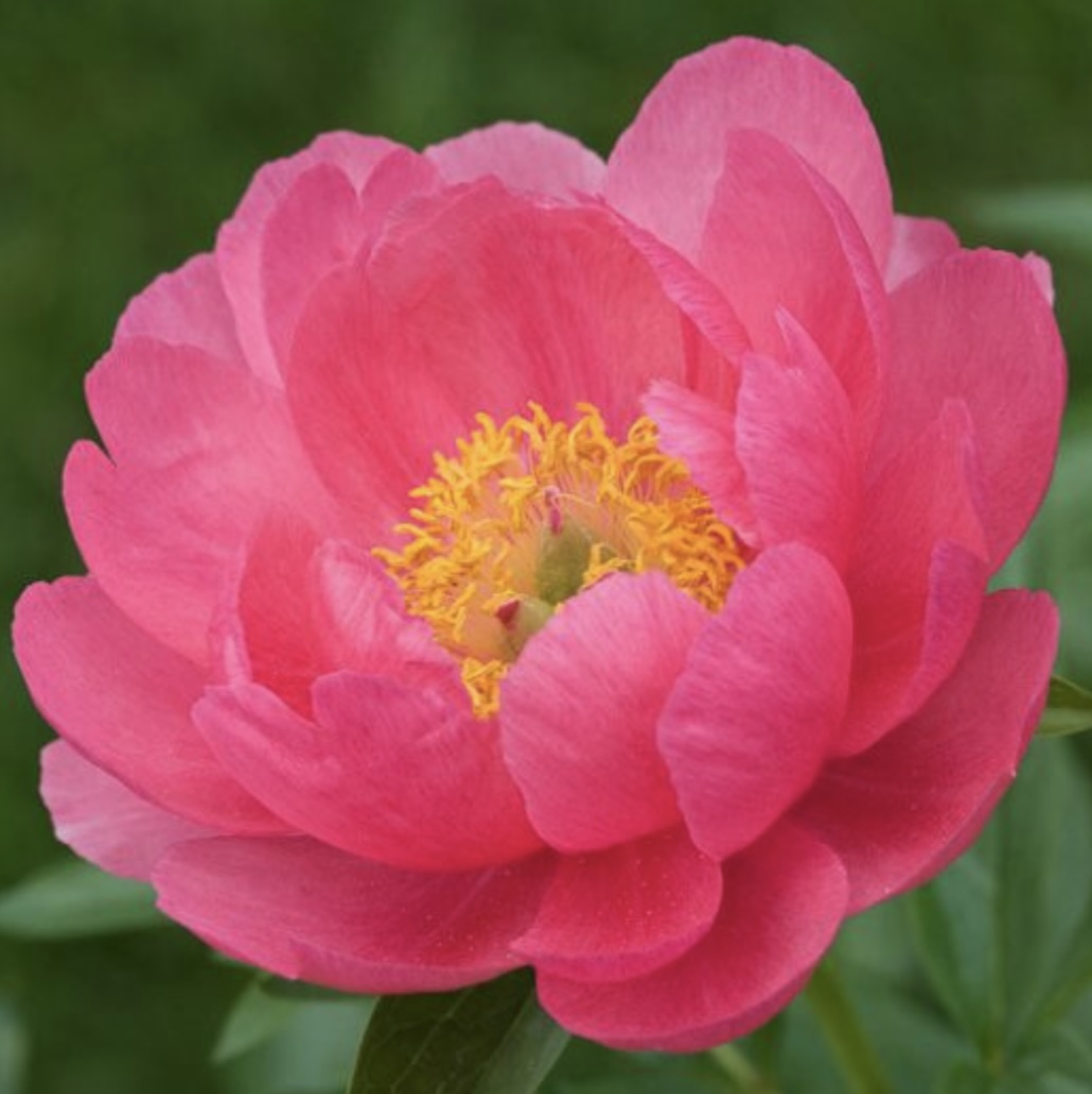 Cytheria Peony