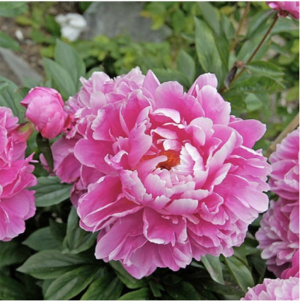 Dr. Alexander Fleming Peony