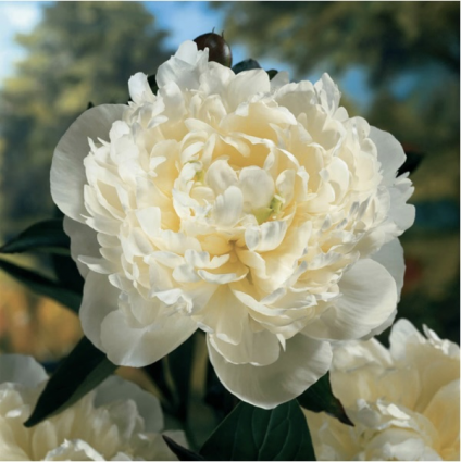 Duchesse de Nemours Peony