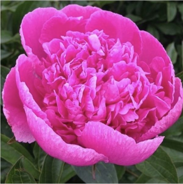 Edulis Superba Peony