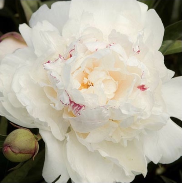 Festiva Maxima Peony