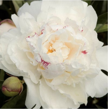 Festiva Maxima Peony