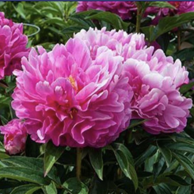 Jacorma Peony