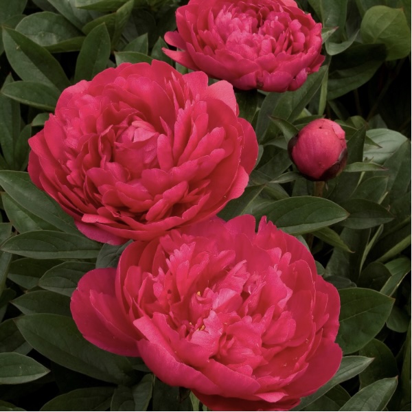 Kansas Peony