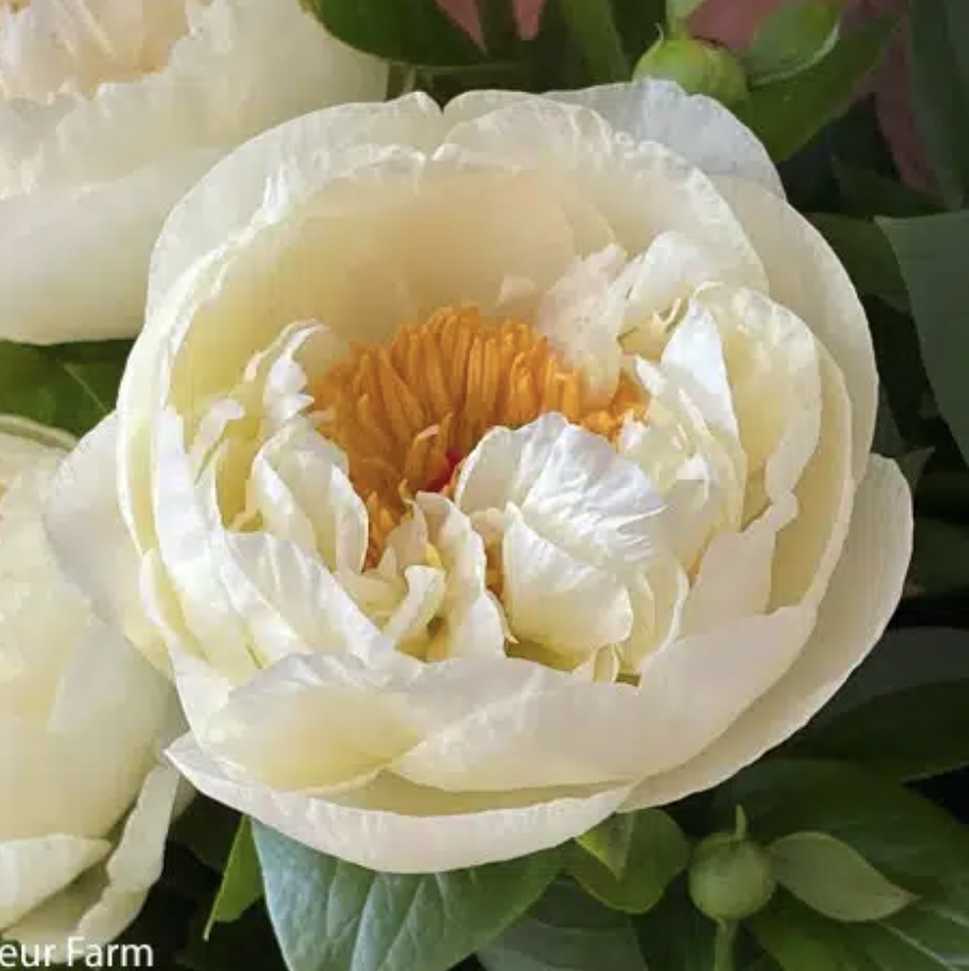 Lemon Chiffon Peony