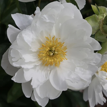 Miss America Peony