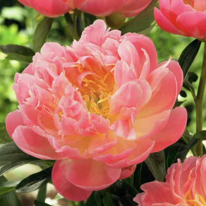 Pink Hawaiian Coral Peony