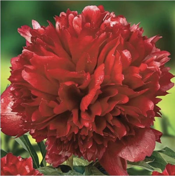 Red Charm Peony