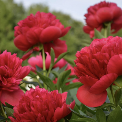 Red Magic Peony