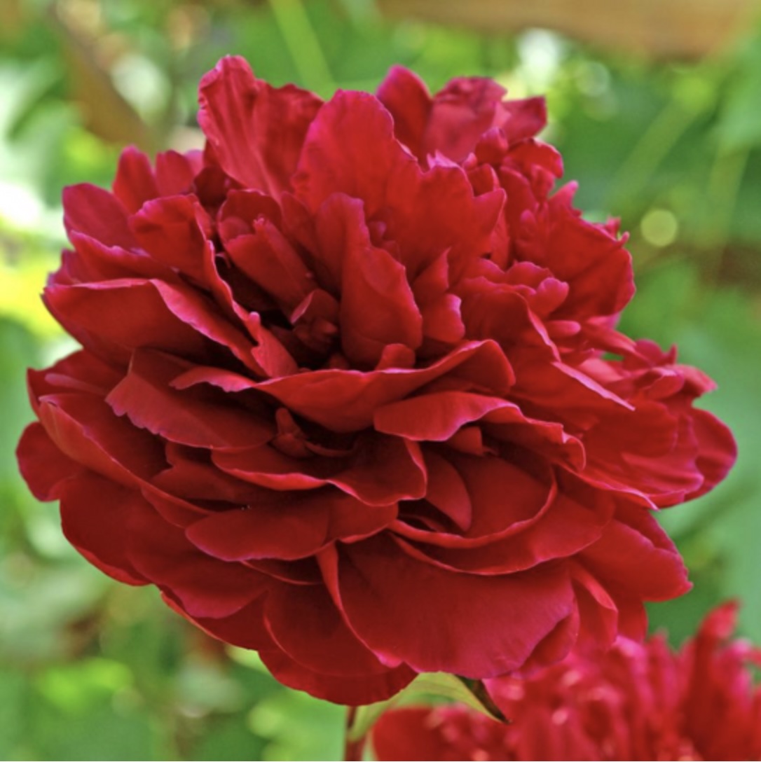 Red Sarah Bernhardt Peony