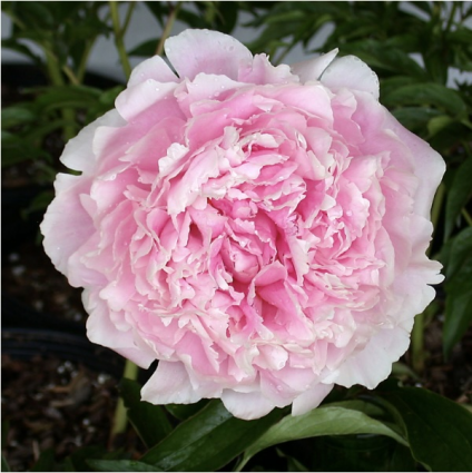 Sarah Bernhardt Peony