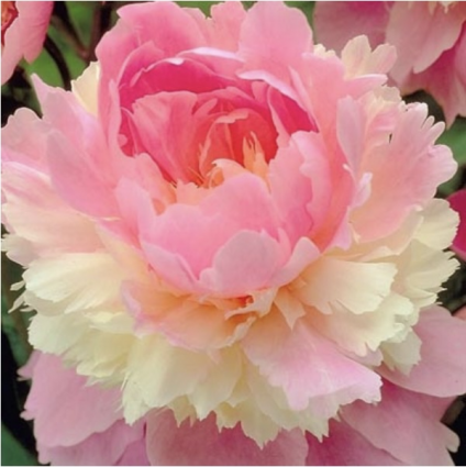 Sorbet Peony