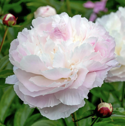 Shirley Temple Peony