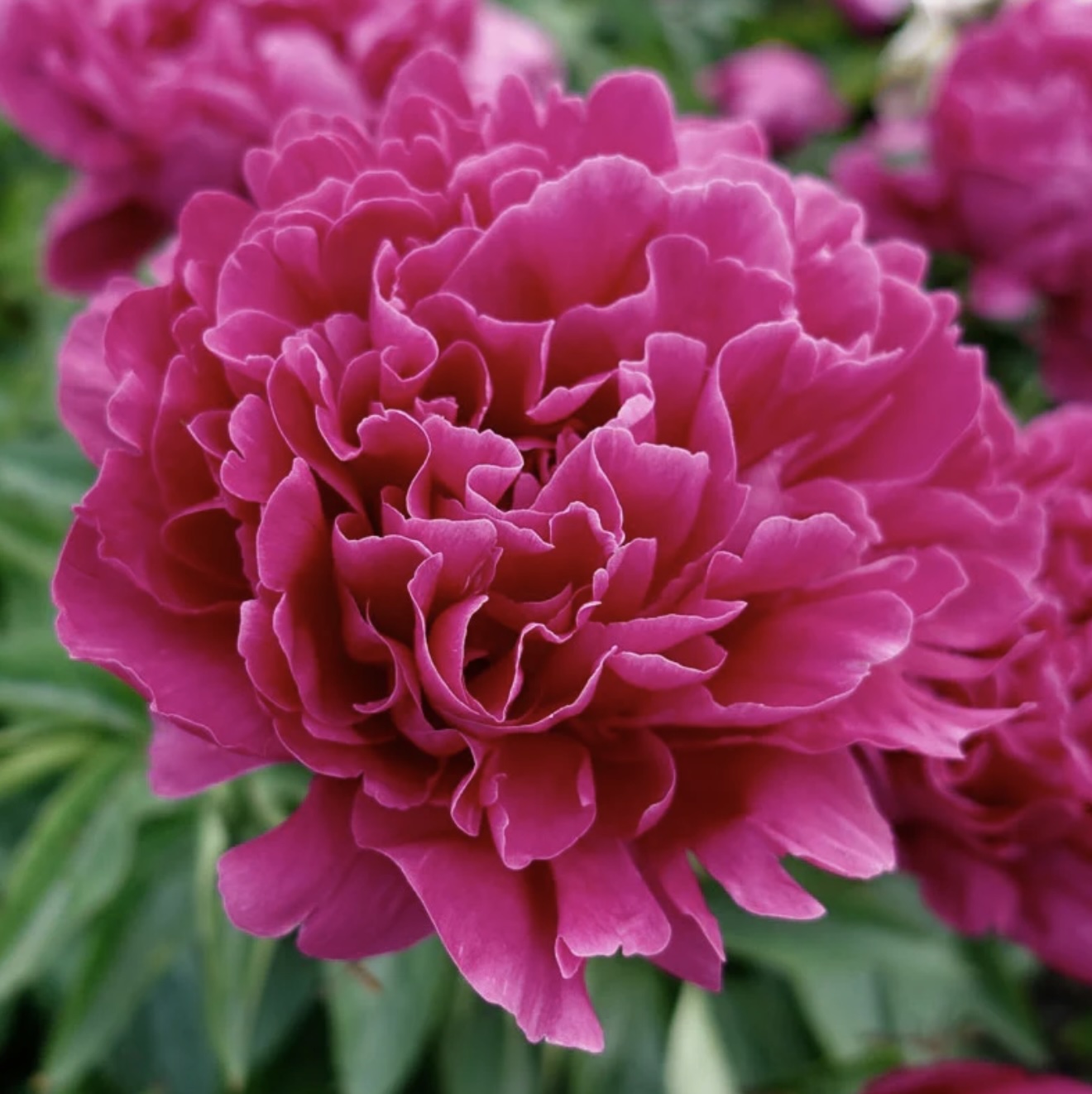 Victoire de la Marne Peony