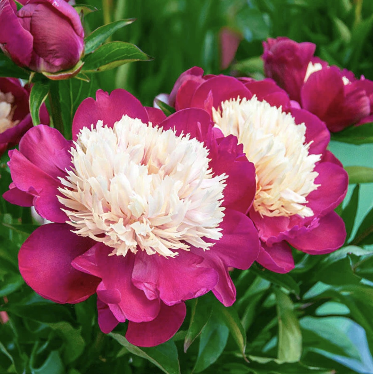 White Cap Peony