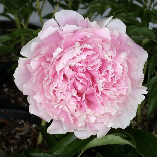 GARDEN PEONIES