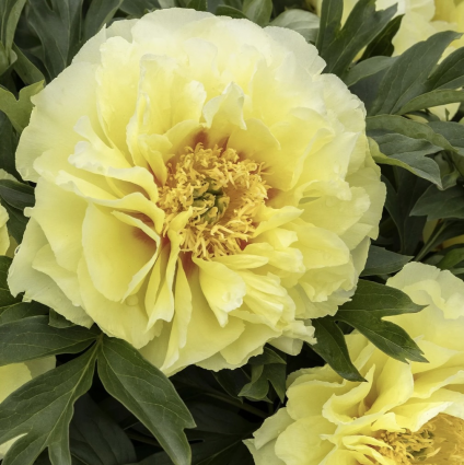 Bartzella Itoh Peony