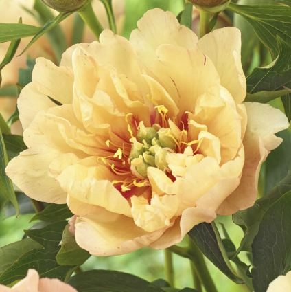 Canary Brilliants Itoh Peony