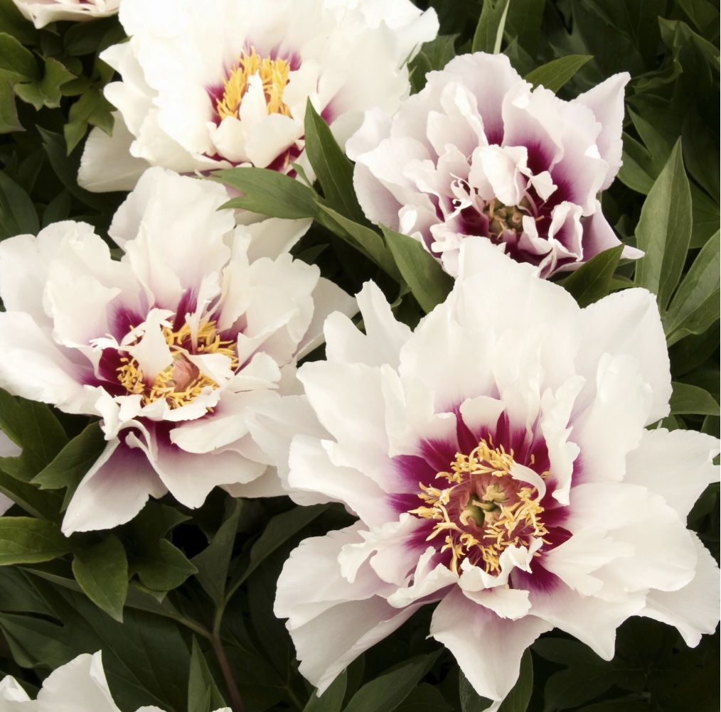 Cora Louise Itoh Peony