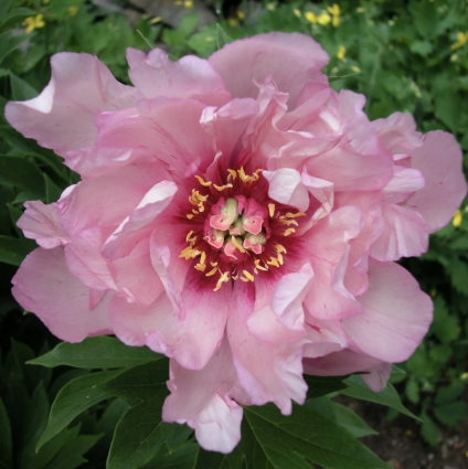 First Arrival Itoh Peony 