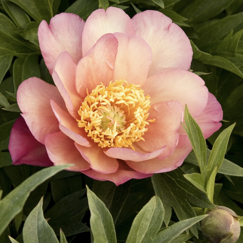 Julia Rose Itoh Peony